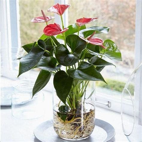 when to water anthurium